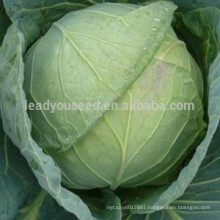 C08 Xiaguang early maturity heat resistant 60 days hybrid cabbage seeds